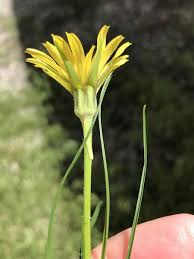 Image result for Tragopogon pratensis