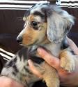 Dachshund Information - Wild Orchid Dachshunds