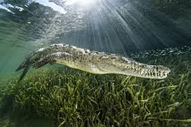 Image result for Crocodylus acutus