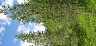 Attēlu rezultāti vaicājumam “Pinus sylvestris var. borussica”