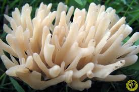 Attēlu rezultāti vaicājumam “Tremellodendropsis tuberosa”