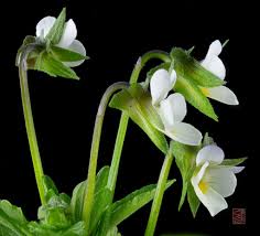 Attēlu rezultāti vaicājumam “Viola arvensis bud”