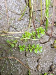 Attēlu rezultāti vaicājumam “Elatinaceae”