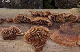 Attēlu rezultāti vaicājumam “Gloeophyllum abietinum”