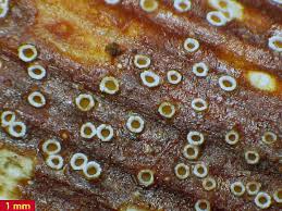 Attēlu rezultāti vaicājumam “Stictis”