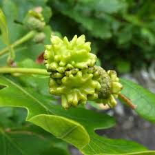 Attēlu rezultāti vaicājumam “Andricus quercuscorticis”