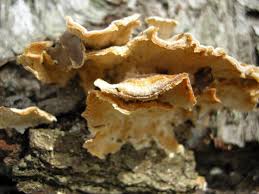 Attēlu rezultāti vaicājumam “Stereum hirsutum”