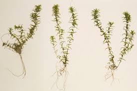 Attēlu rezultāti vaicājumam “Callitriche hermaphroditica leaf”