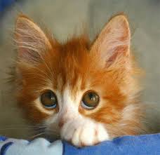 http://t0.gstatic.com/images?q=tbn:ANd9GcQSku5DoXVDE64s8-Jc9HpYjLlLacSjcqwzjZWf5Qcs5CgfQw1j