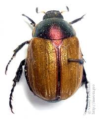 Attēlu rezultāti vaicājumam “Anomala dubia”