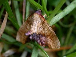 Attēlu rezultāti vaicājumam “Plagodis dolabraria”