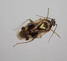 Attēlu rezultāti vaicājumam “Orthops basalis”