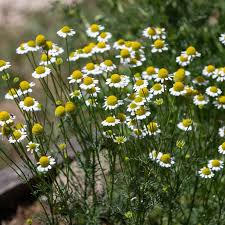 Image result for Matricaria recutita (chamomilla)