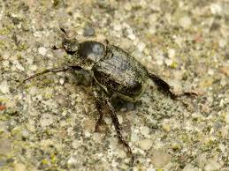 Attēlu rezultāti vaicājumam “Hoplia graminicola”