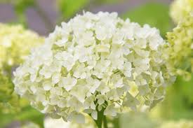 Attēlu rezultāti vaicājumam “Hydrangea arborescens flower”