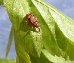 Attēlu rezultāti vaicājumam “Anthonomus phyllocola”