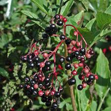 Attēlu rezultāti vaicājumam “Sambucus nigra fruit”