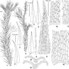 Attēlu rezultāti vaicājumam “Philonotis sporophyte”