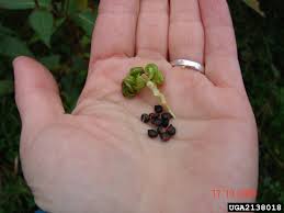 Attēlu rezultāti vaicājumam “Impatiens glandulifera fruit”
