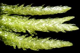 Attēlu rezultāti vaicājumam “Plagiothecium latebricola macro”