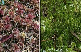 Attēlu rezultāti vaicājumam “Sphagnum angustifolium”