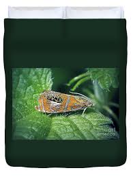 Attēlu rezultāti vaicājumam “Olethreutes arcuella”