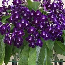 Image result for Streptocarpus