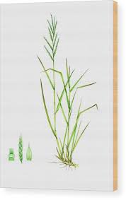 Attēlu rezultāti vaicājumam “Brachypodium pinnatum”