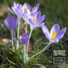 Attēlu rezultāti vaicājumam “Crocus tommasinianus”