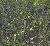 Attēlu rezultāti vaicājumam “Scheuchzeriaceae”