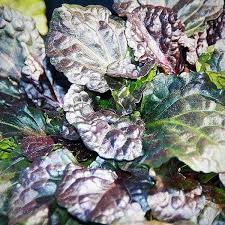 Attēlu rezultāti vaicājumam “Ajuga reptans leaf”
