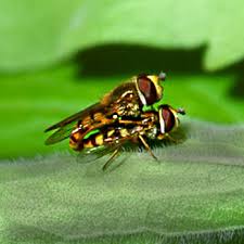 Attēlu rezultāti vaicājumam “Eupeodes corollae”