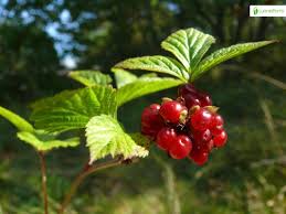 Attēlu rezultāti vaicājumam “Rubus saxatilis fruit”