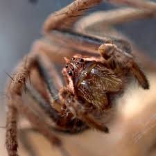 Attēlu rezultāti vaicājumam “Pisaura mirabilis female”