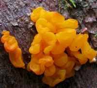 Attēlu rezultāti vaicājumam “Dacrymyces chrysospermus spores”