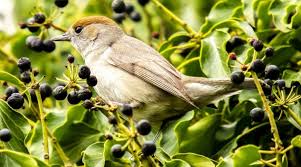 Attēlu rezultāti vaicājumam “Sylvia atricapilla”