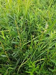 Attēlu rezultāti vaicājumam “Salix repens subsp. rosmarinifolia”