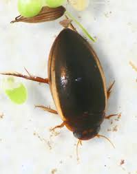 Attēlu rezultāti vaicājumam “Ilybius sp.”