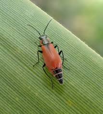 Attēlu rezultāti vaicājumam “Anthocomus rufus”