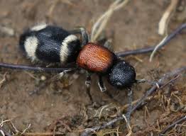 Attēlu rezultāti vaicājumam “Mutilla europaea”