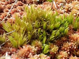 Attēlu rezultāti vaicājumam “Dicranum undulatum”