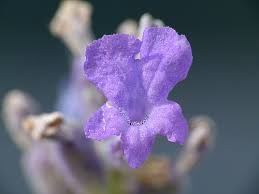 Attēlu rezultāti vaicājumam “Lavandula angustifolia flower”
