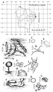 Attēlu rezultāti vaicājumam “Perichaena corticalis spores”