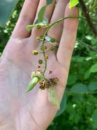 Attēlu rezultāti vaicājumam “Taphrina padi”