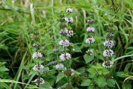 Attēlu rezultāti vaicājumam “Mentha x verticillata leaf”