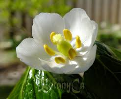 Attēlu rezultāti vaicājumam “Podophyllum hexandrum flower”