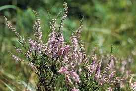 Attēlu rezultāti vaicājumam “Calluna vulgaris flower”