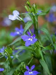 Image result for Männertreu