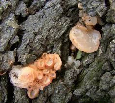 Attēlu rezultāti vaicājumam “Craterocolla cerasi”