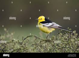 Attēlu rezultāti vaicājumam “Motacilla citreola male”